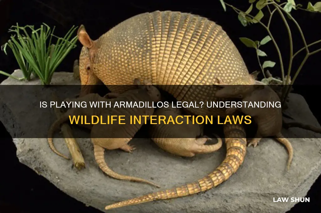 is it against the law to play with an armadillo