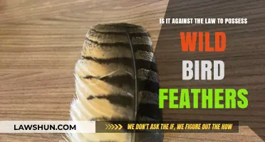 Possessing Wild Bird Feathers: Legal or Illegal? Understanding the Law