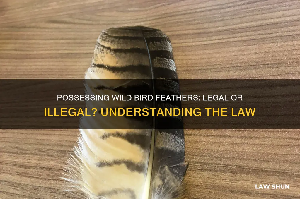 is it against the law to possess wild bird feathers