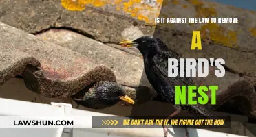 Is Removing a Bird's Nest Illegal? Legal Insights and Guidelines