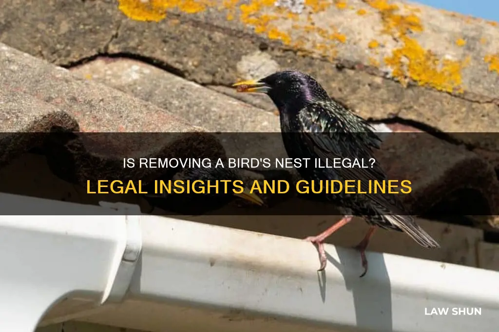 is it against the law to remove a bird