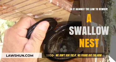 Is Removing a Swallow Nest Illegal? Legal Insights and Guidelines