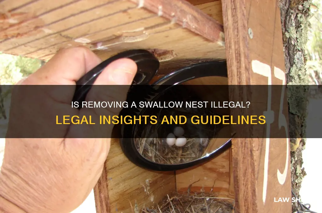 is it against the law to remove a swallow nest