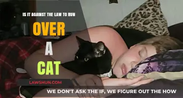 Is Running Over a Cat Illegal? Understanding the Legal Consequences
