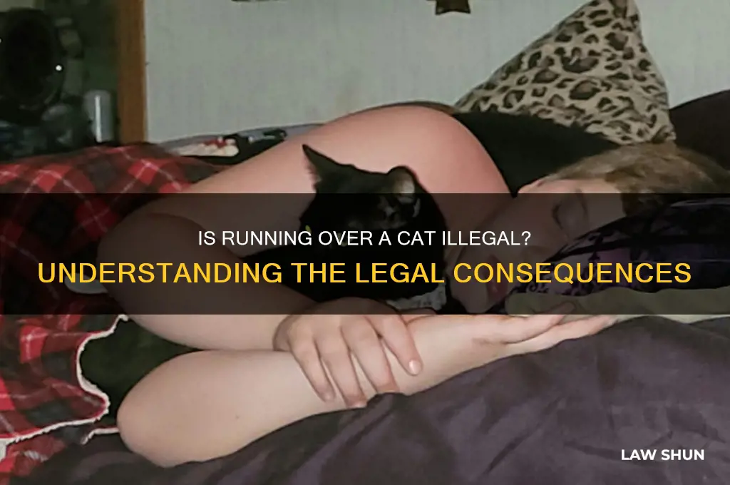 is it against the law to run over a cat