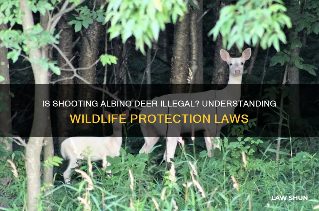 is it against the law to shoot an albino deer
