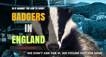 Is Shooting Badgers in England Illegal? Understanding UK Wildlife Laws