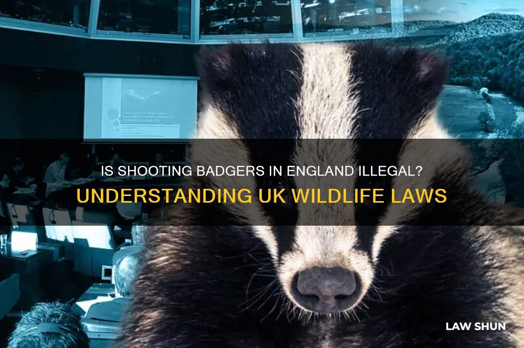 is it against the law to shoot badgers in england