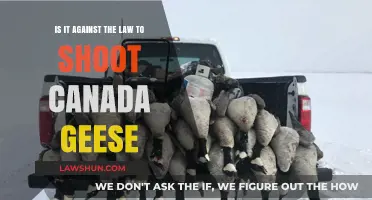 Shooting Canada Geese: What's the Law?