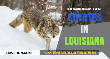 Shooting Coyotes in Louisiana: Legal or Illegal? Know the Law