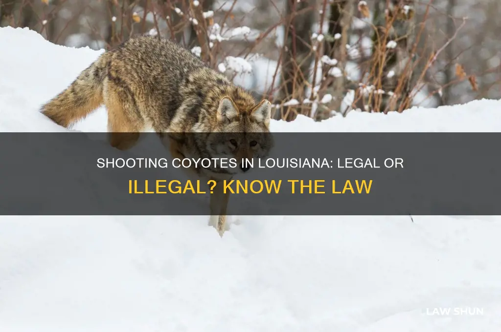 is it against the law to shoot coyotes in louisiana