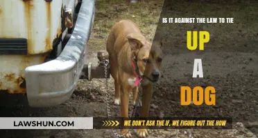 Is Tying Up Your Dog Legal? Understanding Animal Tether Laws