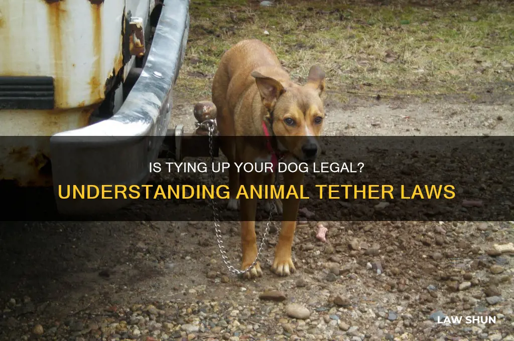 is it against the law to tie up a dog