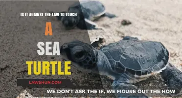 Is Touching Sea Turtles Illegal? Understanding Legal Protections