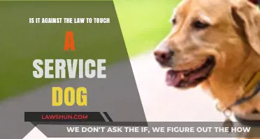 Is Touching a Service Dog Illegal? Understanding the Legal Boundaries
