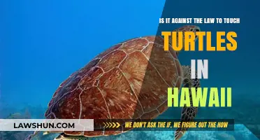 Is Touching Turtles in Hawaii Illegal? Legal Insights and Conservation Tips