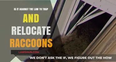 Is Trapping and Relocating Raccoons Legal? Understanding Wildlife Laws