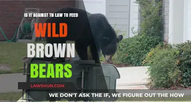 Feeding Wild Brown Bears in Tennessee: Legal or Against the Law?