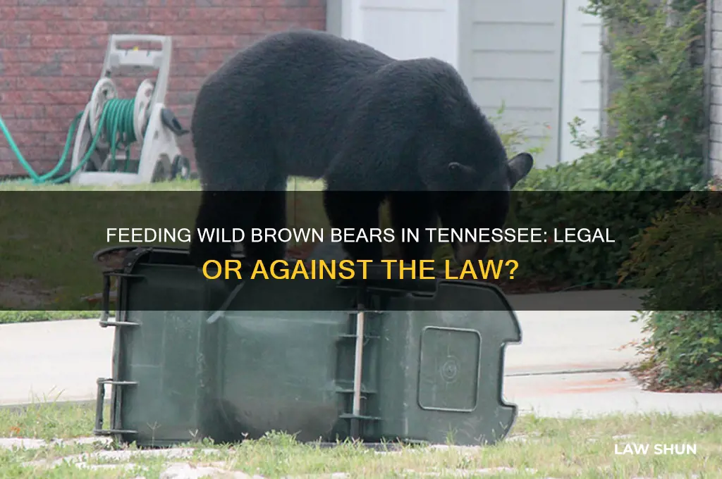 is it against tn law to feed wild brown bears
