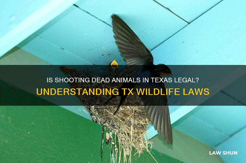is it againsy law to shoot dead animals in tx