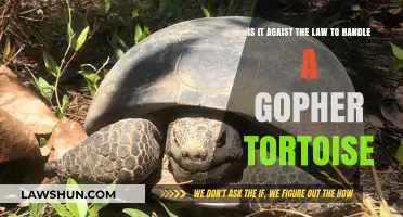Handling Gopher Tortoises: Legal or Illegal? Understanding Wildlife Protection Laws