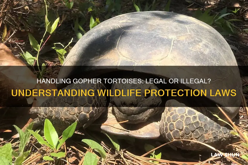 is it agaist the law to handle a gopher tortoise