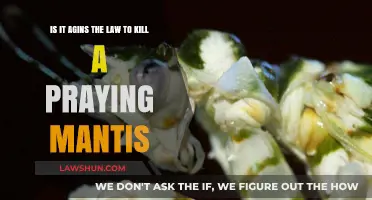 Is Killing a Praying Mantis Illegal? Legal Insights and Ethics
