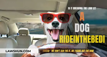 Dogs Riding Shotgun: Legal or Not?