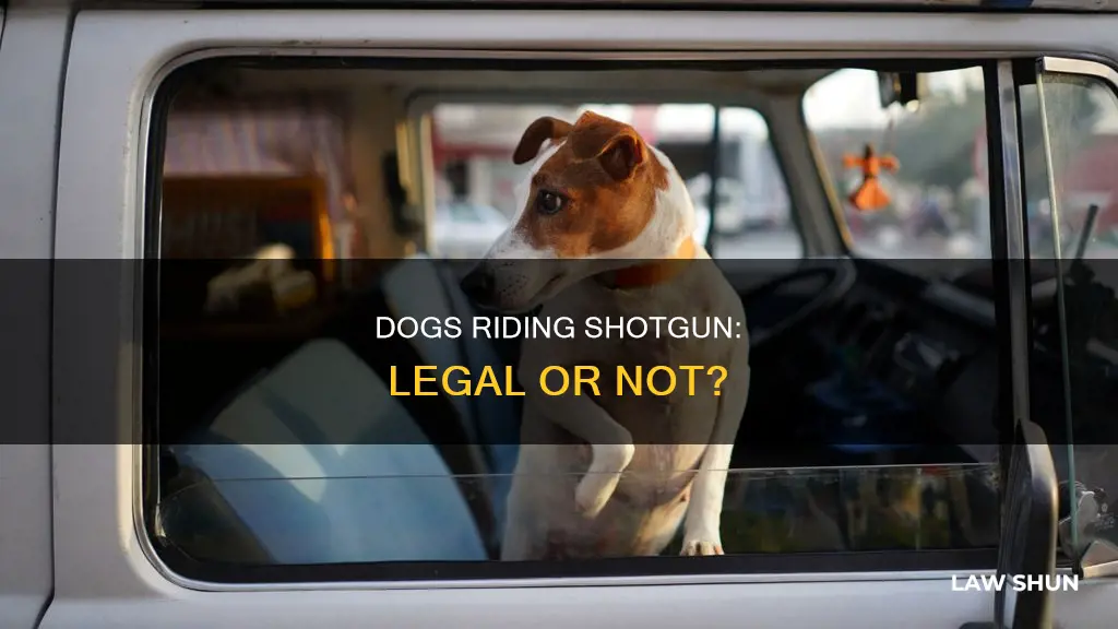 is it breaking the law let a dog rideinthebedifatrick