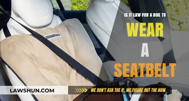 Dog Seatbelt Laws: Are They Required by Law?