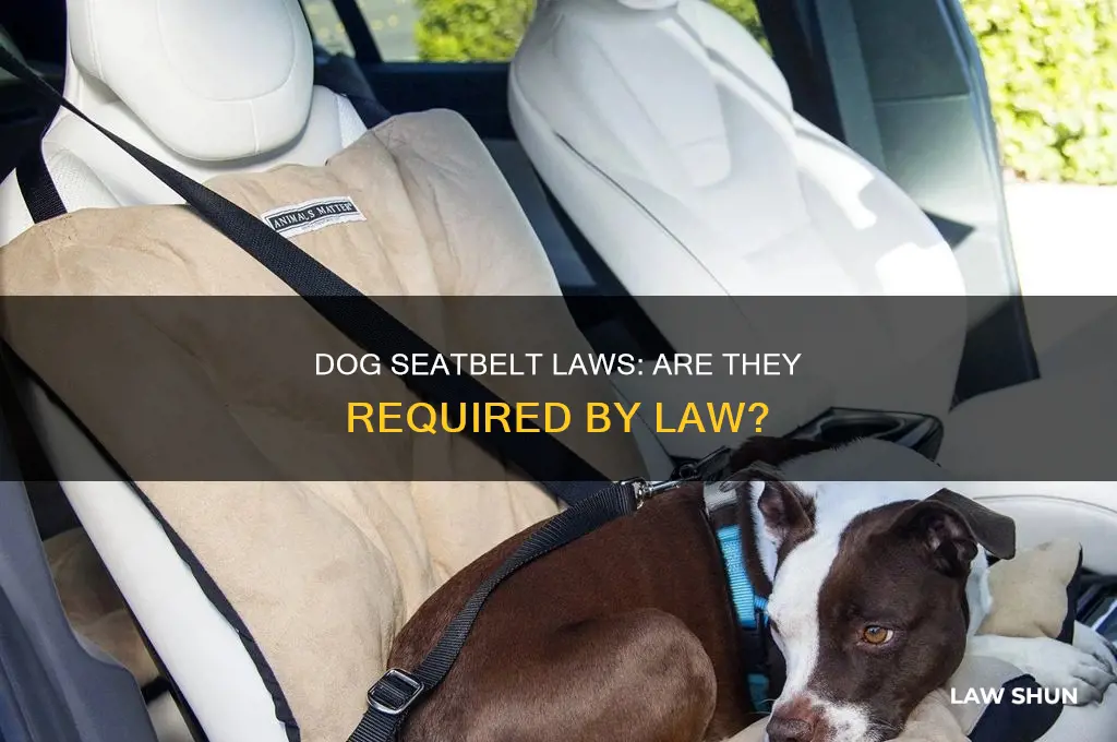 is it law for a dog to wear a seatbelt