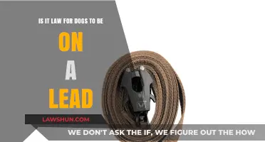 Are Dogs Required by Law to Be on a Lead?