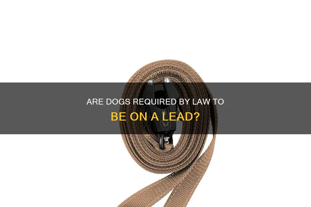 is it law for dogs to be on a lead