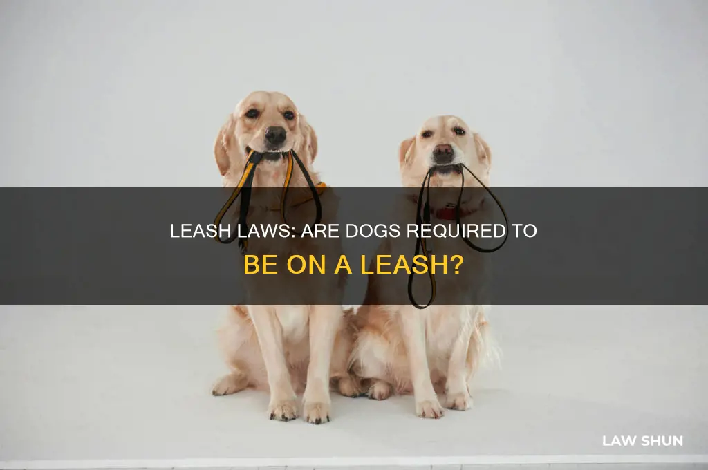 is it law to have your dog on a leash