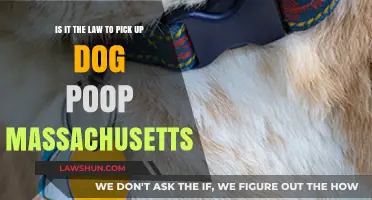 Massachusetts Dog Poop Laws: Are You Required to Pick It Up?
