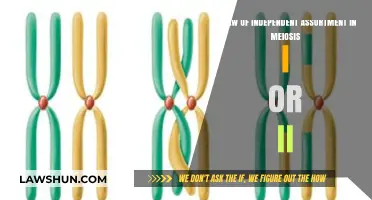 Law of Independent Assortment: Meiosis I or II Explained