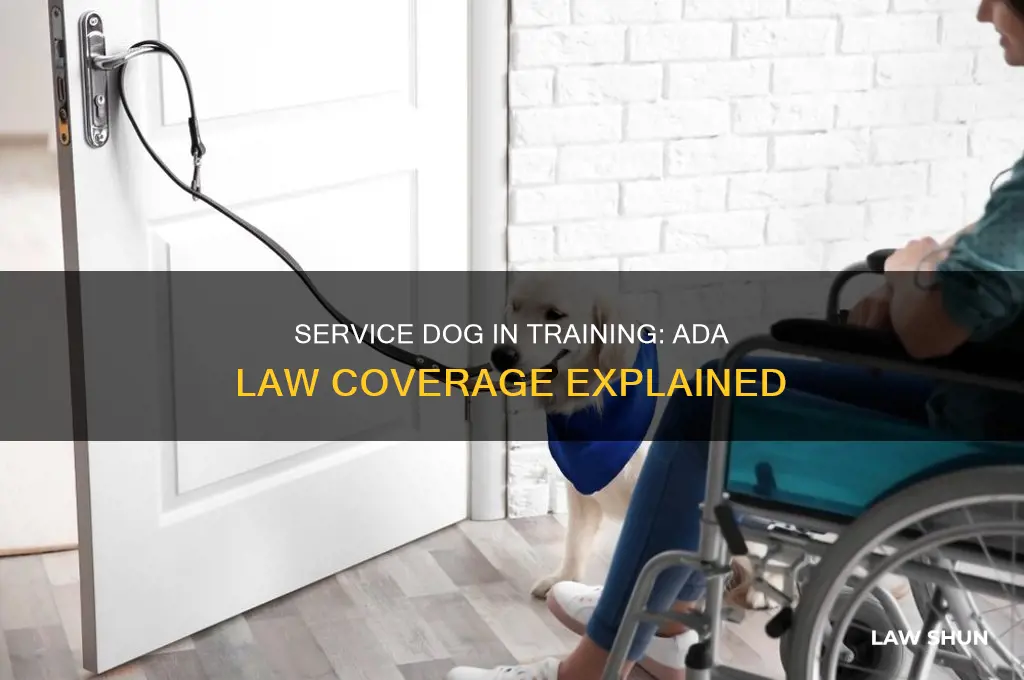 is my service dog in training covered by ada laws