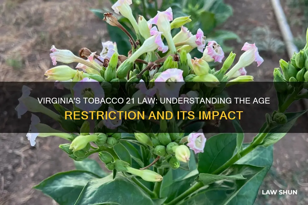 is the law for 21 for tabacco just in va