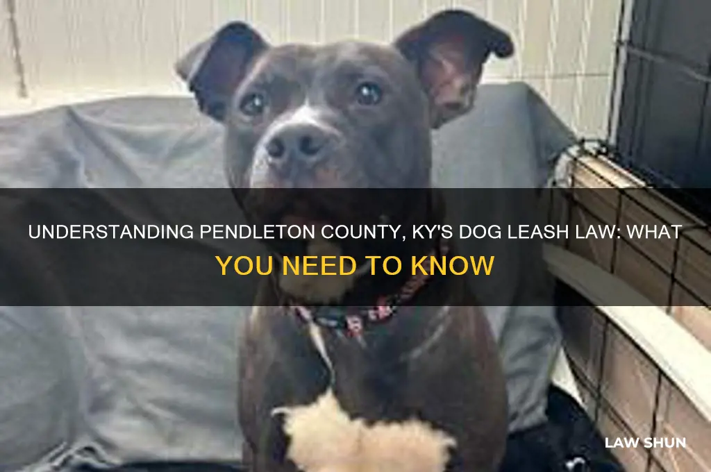 is there a dog leash law in pendleton county ky