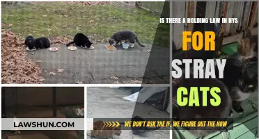 NYS Stray Cat Laws: Understanding Holding Regulations for Felines