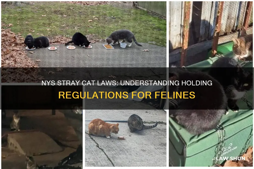 is there a holding law in nys for stray cats