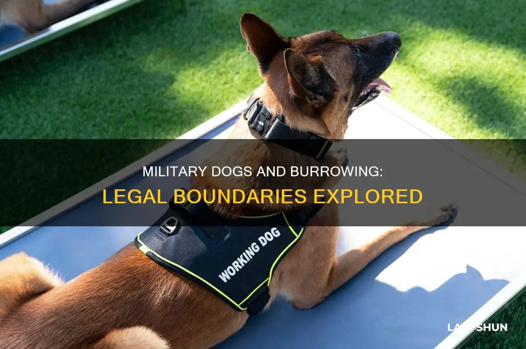 is there a law about dogs burrowing in the military