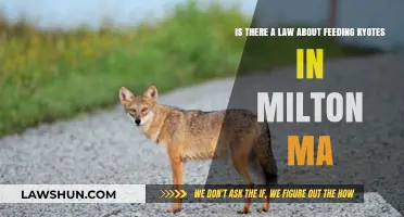 Feeding Coyotes in Milton, MA: Legal or Illegal?