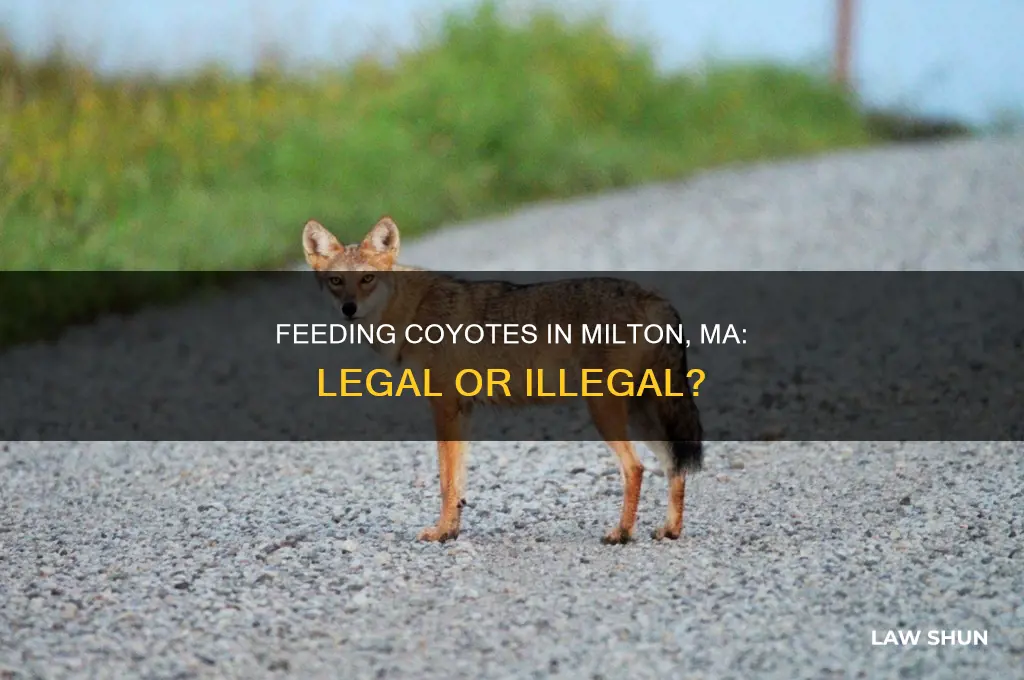is there a law about feeding kyotes in milton ma