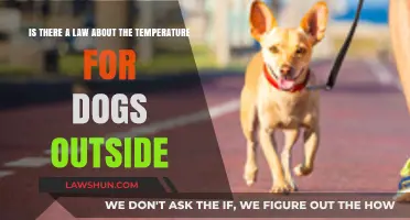 Legal Limits: Outdoor Dog Temperature Laws Explained for Pet Owners
