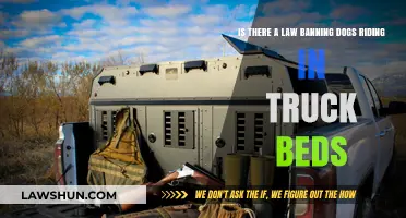 Are Dogs Allowed in Truck Beds? Legal Insights and Safety Tips