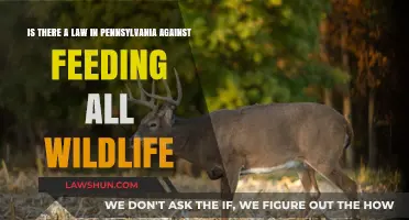 Pennsylvania Wildlife Feeding Laws: What's Legal and What's Not?