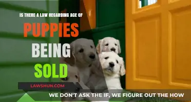 Puppy Sales Age Laws: What You Need to Know