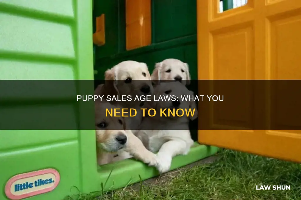 is there a law regarding age of puppies being sold