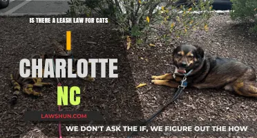 Charlotte, NC Cat Leash Laws: What Owners Need to Know